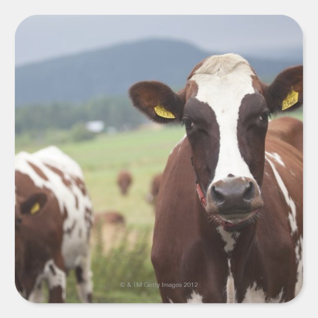 Pegatina Cuadrada Vacas rayas (Anverso)