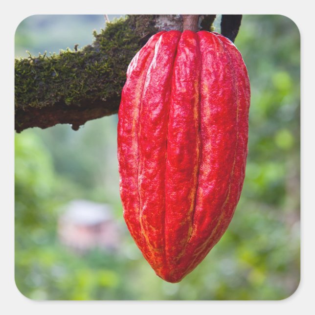 Pegatina Cuadrada vaina de cacao roja (Anverso)