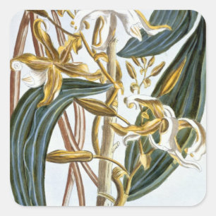 Pegatina Cuadrada Vainilla pods, placa 65, de 'Collection Precieuse