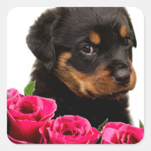 Pegatina Cuadrada Valentine Rosa Rottweiler Puppy
