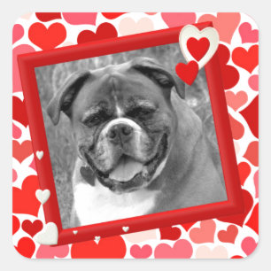 Pegatina Cuadrada Valentines Boxer Dog Hearts
