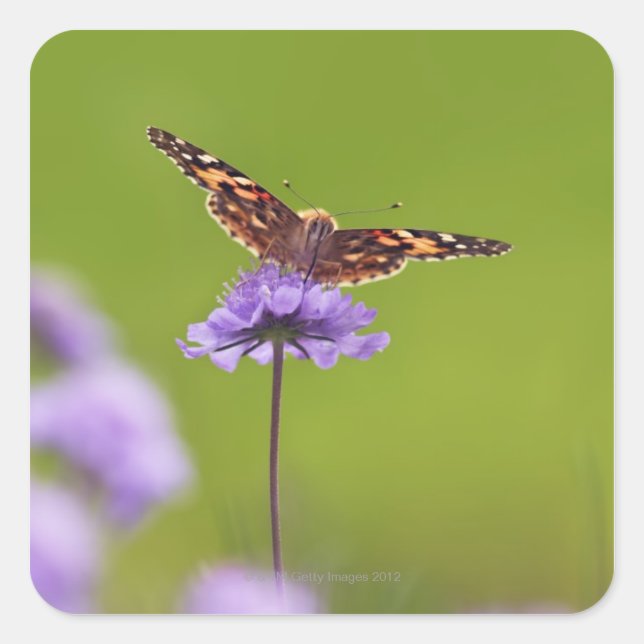 Pegatina Cuadrada vanessa cardui - Europa, Alemania, Baviera, (Anverso)