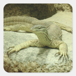Pegatina Cuadrada Varanus gouldii