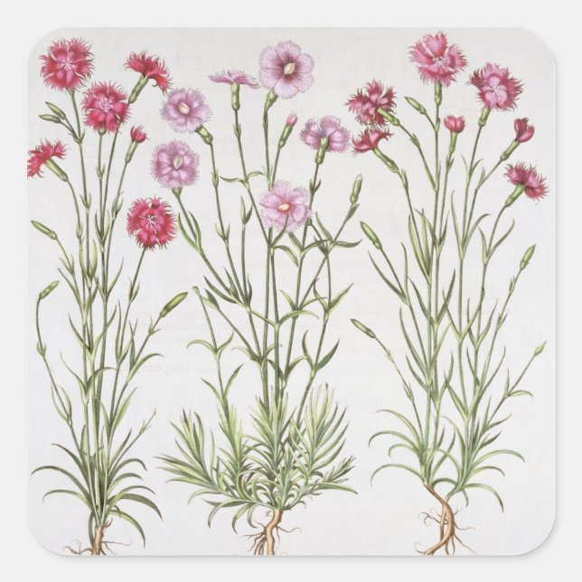 Pegatina Cuadrada Variedades de Dianthus, del 'Hortus Ey (Anverso)