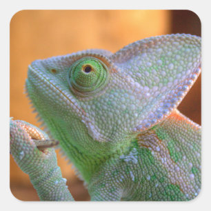 Pegatina Cuadrada Velado Chameleon