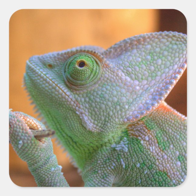 Pegatina Cuadrada Velado Chameleon (Anverso)