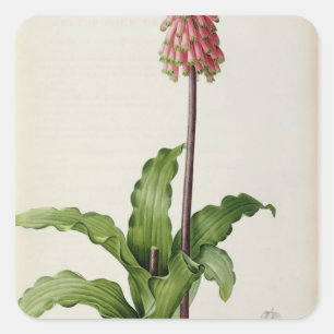 Pegatina Cuadrada Veltheimia Capensis, de "Les Liliacees", c.1805