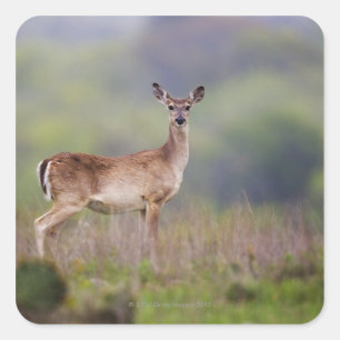 Pegatina Cuadrada Venado de cola blanca