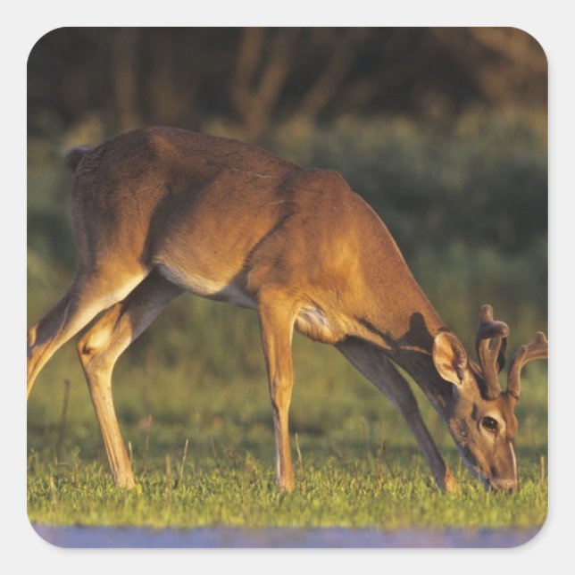 Pegatina Cuadrada Venado de cola blanca, Odocoileus virginianus (Anverso)