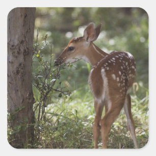 Pegatina Cuadrada Venado de cola blanca, Odocoileus virginianus