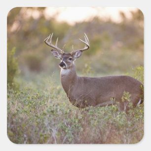 Pegatina Cuadrada venado de cola blanca (Odocoileus virginianus) mac