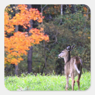 Pegatina Cuadrada Venado en el campo de otoño