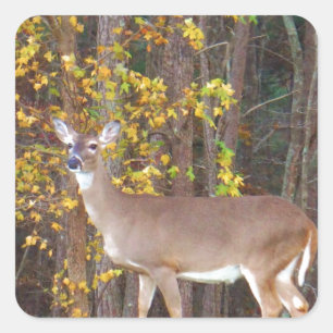 Pegatina Cuadrada Venado frente al árbol amarillo otoñal