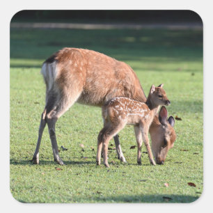 Pegatina Cuadrada Venado, hijo padre, mañana