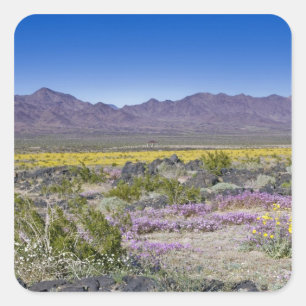 Pegatina Cuadrada Verbena de arena y oro del desierto en Amboy Crate