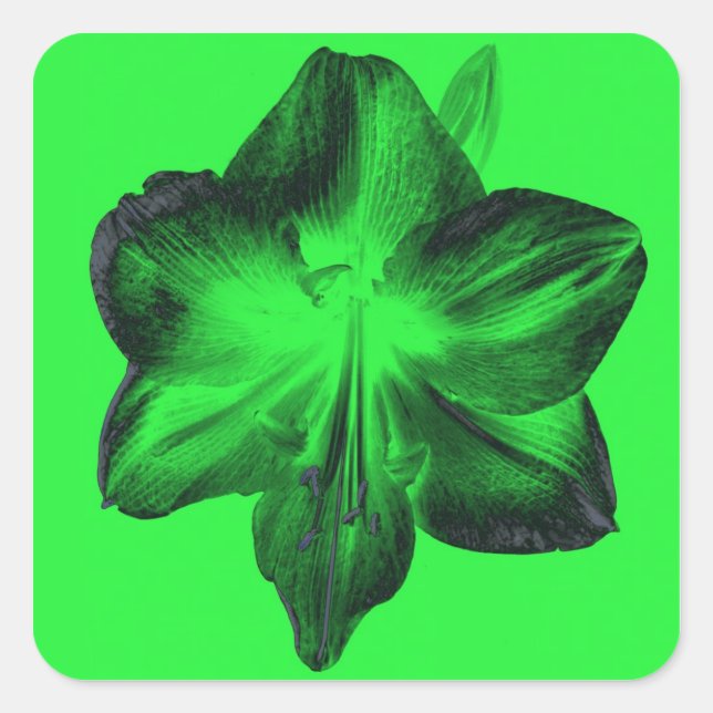 Pegatina Cuadrada Verde oscuro sobre Amaryllis verde claro (Anverso)