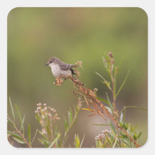 Pegatina Cuadrada Vermilion Flycatcher femenina
