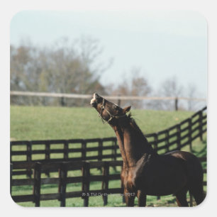 Pegatina Cuadrada Vermont, Estados Unidos 2