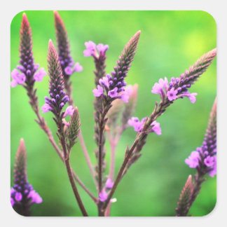 Pegatina Cuadrada Vervain Wildflower Floral