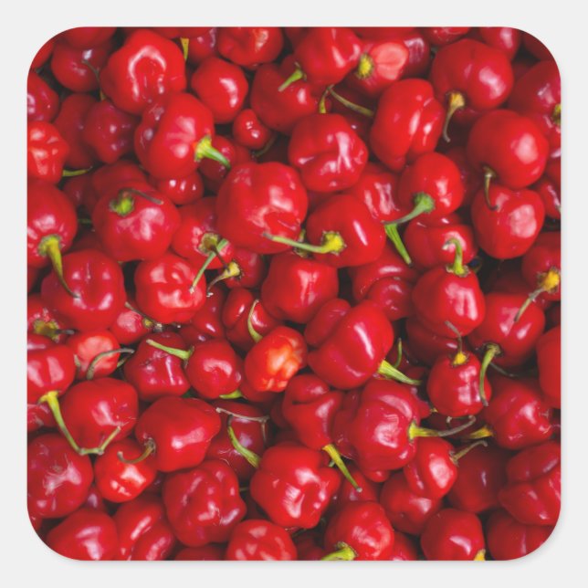 Pegatina Cuadrada Vibrant Red Chili Pepper Harvest (Anverso)