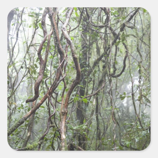 Pegatina Cuadrada vid y ramas torcidas en la selva (Anverso)
