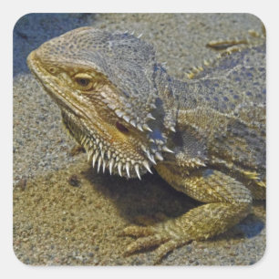 Pegatina Cuadrada Vida bajo fuego - dragón barbudo