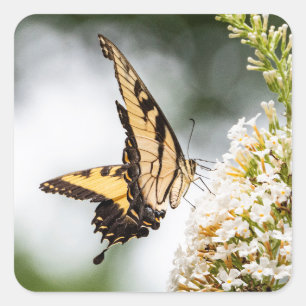 Pegatina Cuadrada Vida de una mariposa