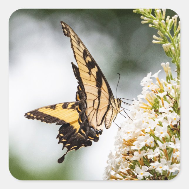 Pegatina Cuadrada Vida de una mariposa (Anverso)