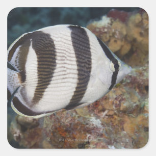 Pegatina Cuadrada Vida submarina; PESCA: Una mariposa en bandas