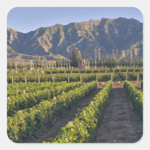 Pegatina Cuadrada vides de Cabernet Sauvignon en Huailai Rongchen