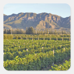 Pegatina Cuadrada vides de Cabernet Sauvignon en Huailai Rongchen 2