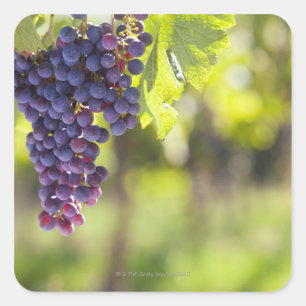 Pegatina Cuadrada Viña púrpura