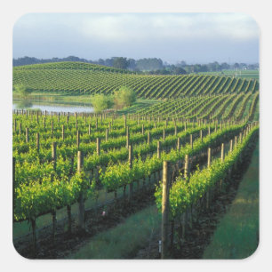 Pegatina Cuadrada Viñas en hileras ordenadas en Napa, California