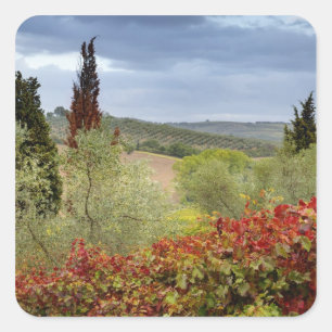Pegatina Cuadrada Viñedo cerca de Montalcino, Toscana, Italia