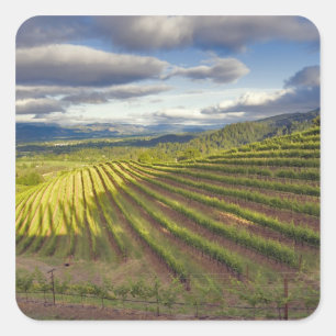Pegatina Cuadrada Viñedo. Napa Valley. Napa. Condado de Napa,