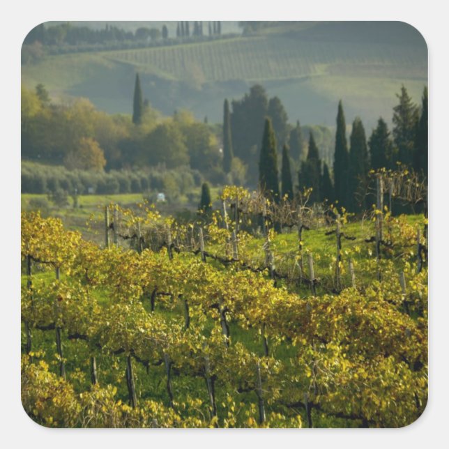 Pegatina Cuadrada Viñedo, Toscana, Italia (Anverso)