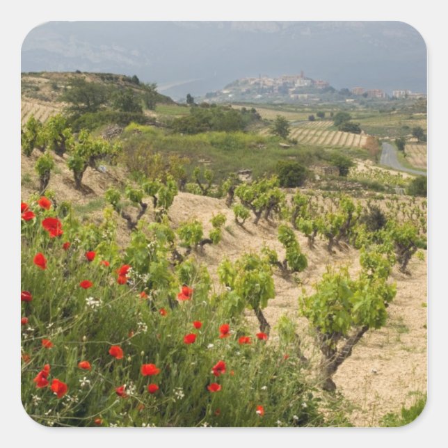 Pegatina Cuadrada Viñedos cerca de Laguardia, capital de La Rioja (Anverso)