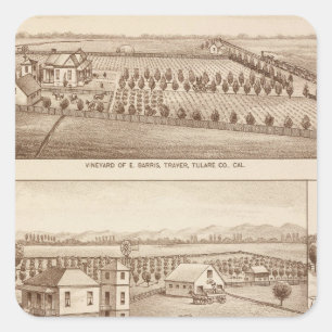 Pegatina Cuadrada Viñedos, ranchos, Tulare Co, Calif