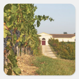 Pegatina Cuadrada Viñedos, vides de petit verdot y la bodega en