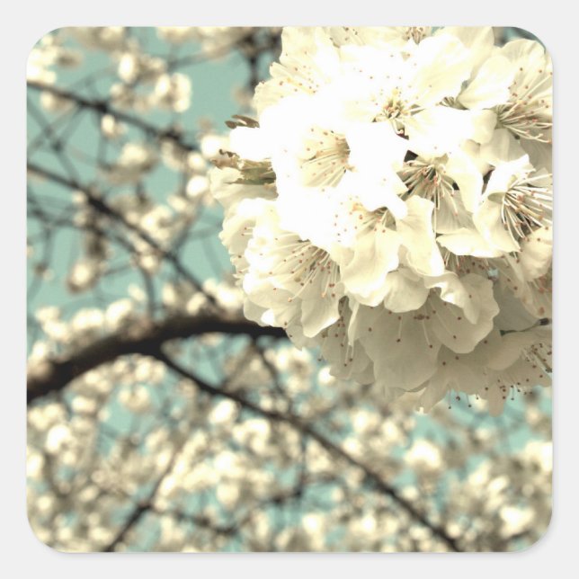 Pegatina Cuadrada Vintage Apfelblüte (Anverso)