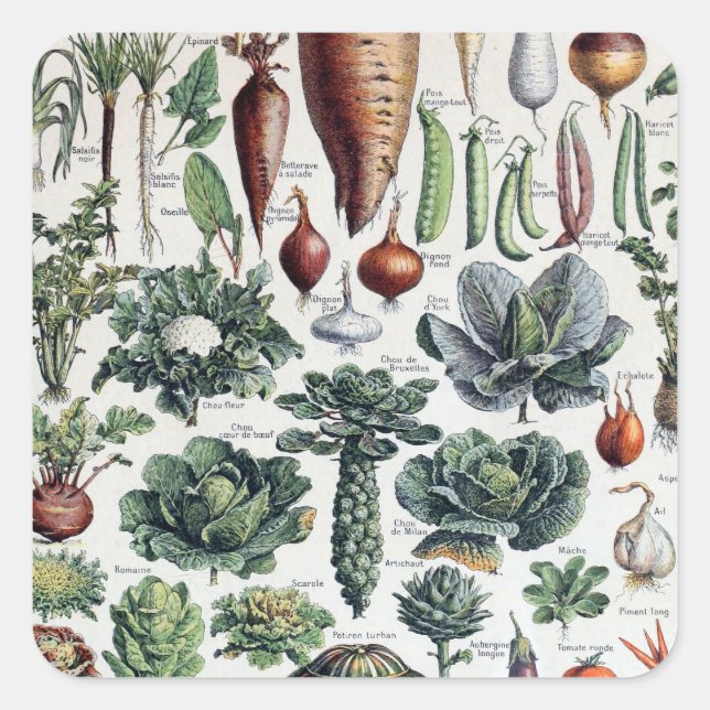 Pegatina Cuadrada Vintage francés Legumes et Plantes Potageres (Anverso)