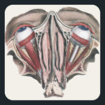 Pegatina Cuadrada Vintage Human Anatomy Science, Eyeballs Eyes<br><div class="desc">Ilustracion vintage sanidad humana y dibujo de anatomía con una acería de dos ojos con vasos sanguíneos,  venas,  ligamentos,  tendones y músculos. Vista desde arriba con la estructura muscular de los enchufes de los ojos. Gran diseño para los expertos en ciencia y biología.</div>