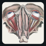 Pegatina Cuadrada Vintage Human Anatomy Science, Eyeballs Eyes<br><div class="desc">Ilustracion vintage sanidad humana y dibujo de anatomía con una acería de dos ojos con vasos sanguíneos,  venas,  ligamentos,  tendones y músculos. Vista desde arriba con la estructura muscular de los enchufes de los ojos. Gran diseño para los expertos en ciencia y biología.</div>