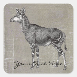 Pegatina Cuadrada Vintage Okapi