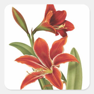 Pegatina Cuadrada Vintage rojo de la flor del navidad del Amaryllis