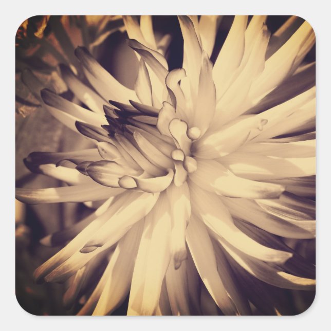 Pegatina Cuadrada Vintage Sepia Dahlia Flower (Anverso)