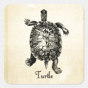 PEGATINA CUADRADA VINTAGE TURTLE