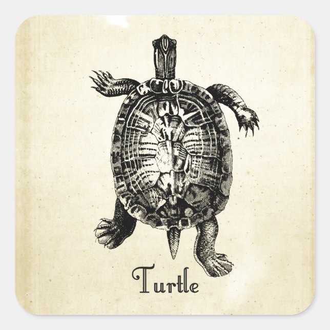 PEGATINA CUADRADA VINTAGE TURTLE (Anverso)