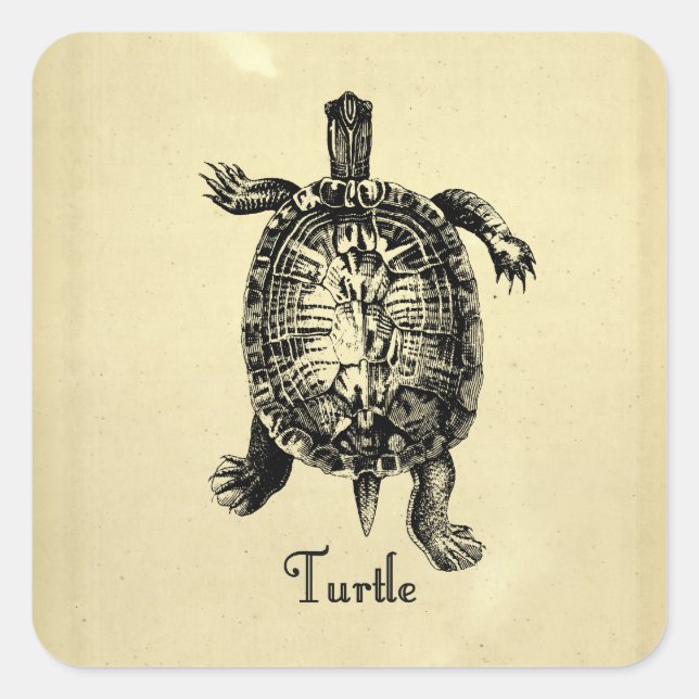 PEGATINA CUADRADA VINTAGE TURTLE (Anverso)