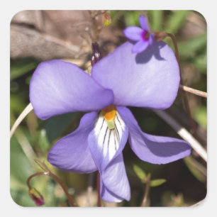 Pegatina Cuadrada Violeta de pies-pájaros con Bluets
